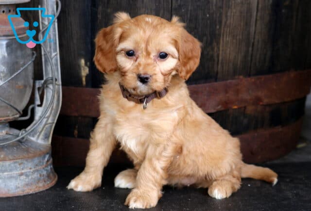 Tizzie Cavapoo image