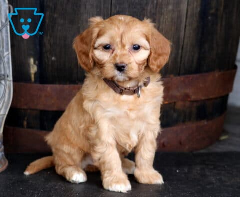 Tizzie Cavapoo2