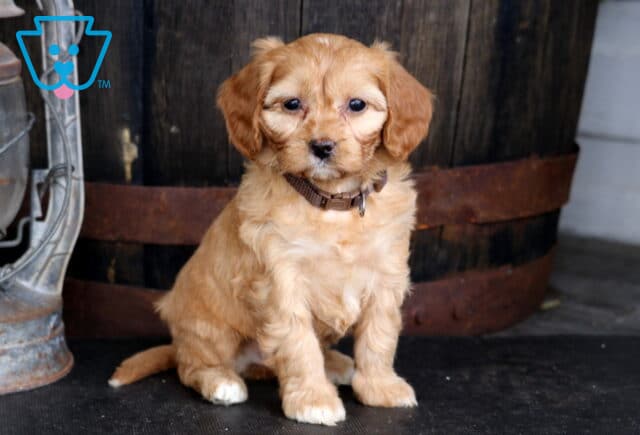 Tizzie Cavapoo2 image
