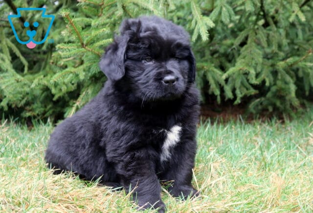 Fluffy black Newfoundland puppy sitting in grassy yard with evergreen branches behind. image