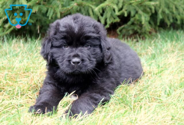 Black Newfoundland puppy lying in soft green grass with evergreen trees in the background. image