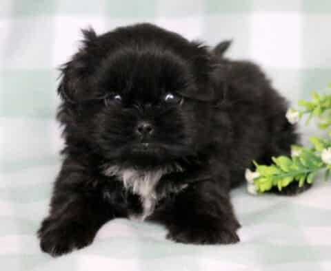Toby Shih Tzu