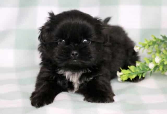 Black Shih Tzu puppy with a fluffy coat and a small white chest marking standing on a soft green checkered blanket beside a decorative greenery sprig. image