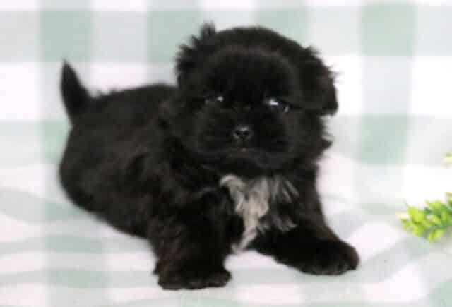 Fluffy black Shih Tzu puppy with a small white chest patch standing on a soft green checkered blanket beside a decorative greenery accent. image