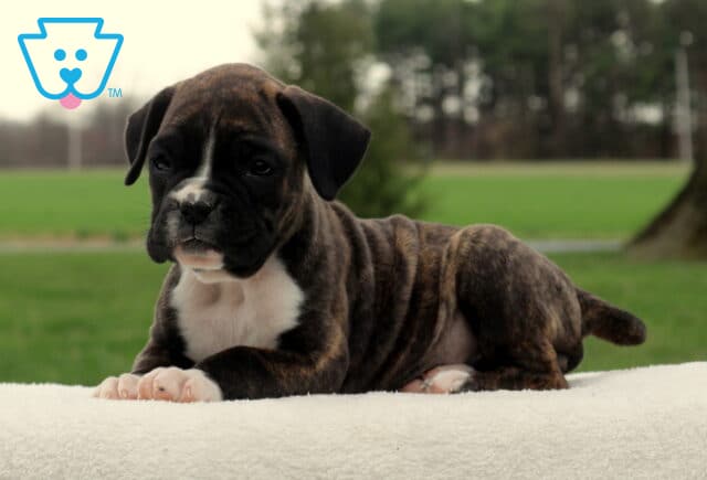 Tootsie Boxer2 image