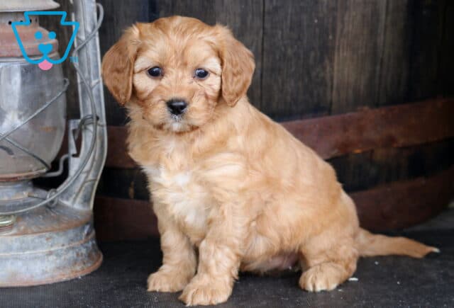 Tootsie Cavapoo image