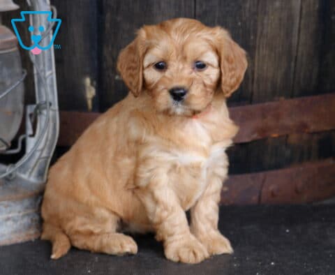 Tootsie Cavapoo2
