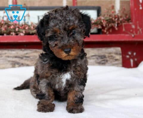 Tootsie Mini Poodle