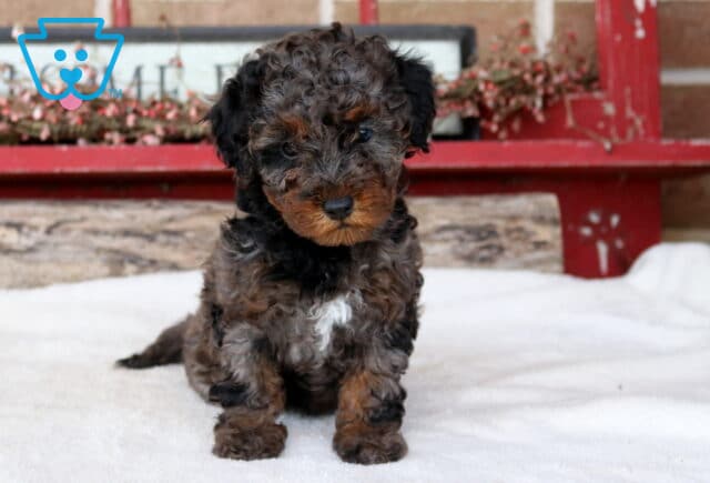 Tootsie Mini Poodle image
