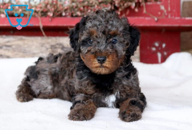 Tootsie Mini Poodle2 image