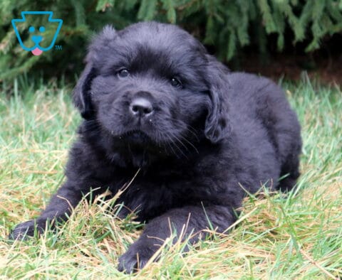 Fluffy black Newfoundland puppy lying in green grass with evergreen trees in the background.