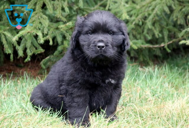 Fluffy black Newfoundland puppy sitting in grass with evergreen trees in the background and a tiny white patch on its chest. image
