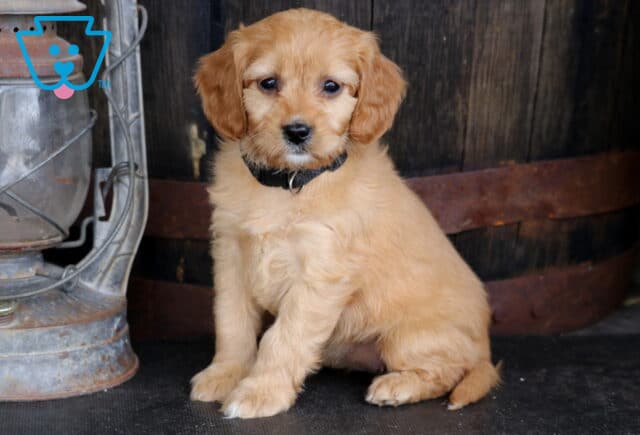 Treasure Cavapoo image