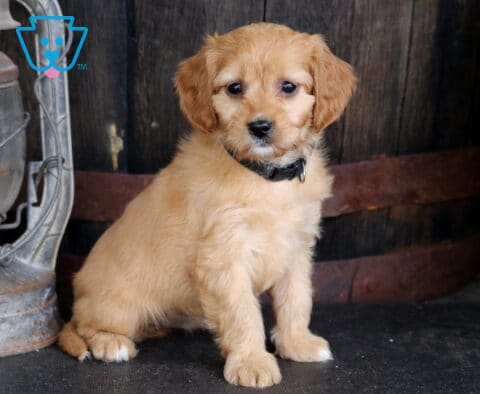 Treasure Cavapoo2
