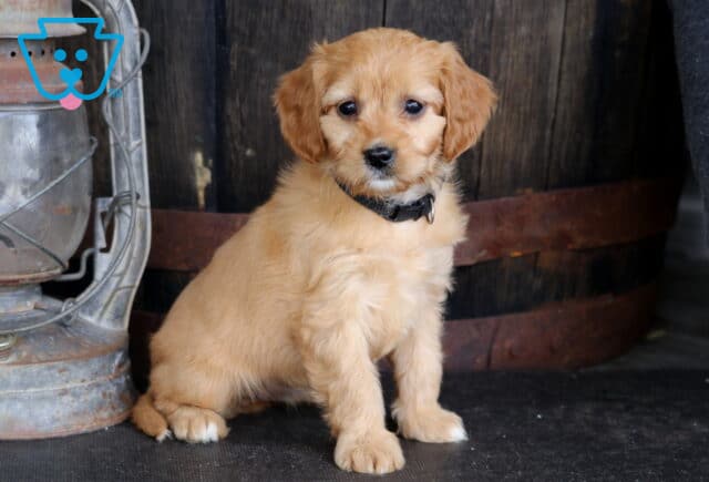 Treasure Cavapoo2 image