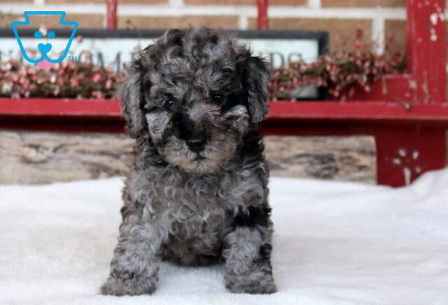 Treasure Mini Poodle image