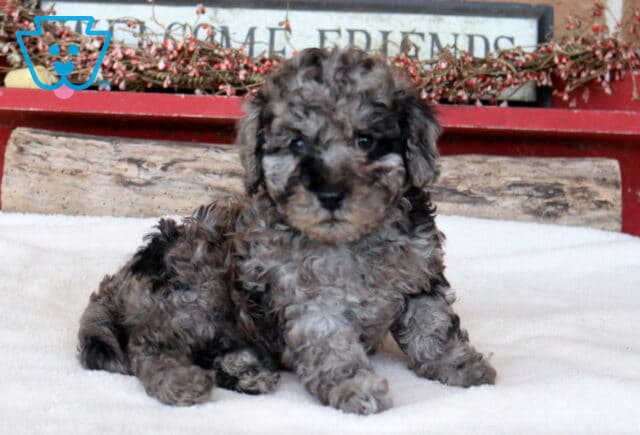 Treasure Mini Poodle2 image