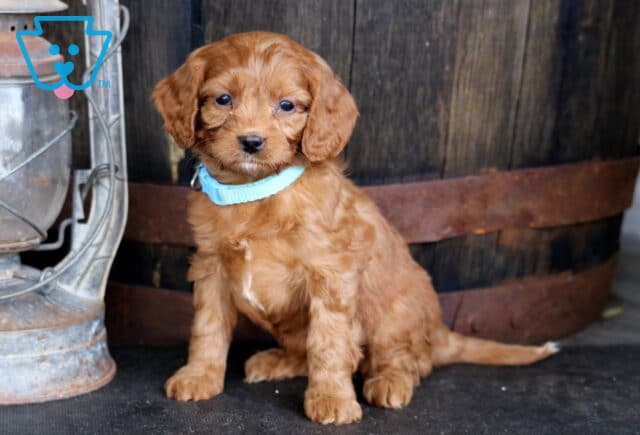 Trinity Cavapoo image