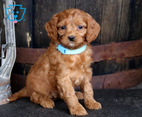 Trinity Cavapoo2