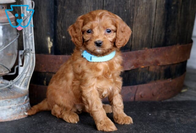 Trinity Cavapoo2 image