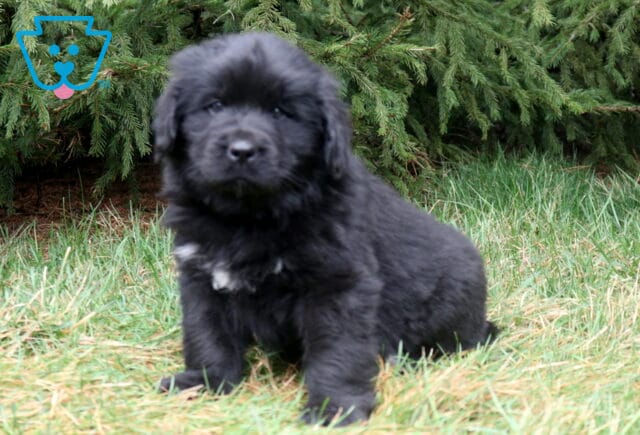 Fluffy black Newfoundland puppy sitting in grass with a small white chest patch and evergreen trees behind. image