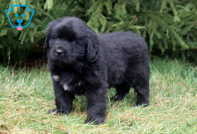 Fluffy black Newfoundland puppy standing in grass with a small white chest patch and evergreen trees in the background. image