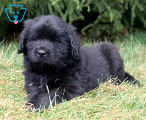Fluffy black Newfoundland puppy lying in grass with evergreen trees in the background.