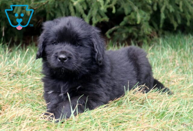 Fluffy black Newfoundland puppy lying in grass with evergreen trees in the background. image
