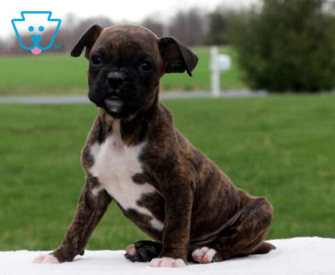 Brindle Boxer puppy with a white chest sitting upright on a soft blanket outdoors, looking curious with bright eyes, with a green grassy yard and trees softly blurred in the background