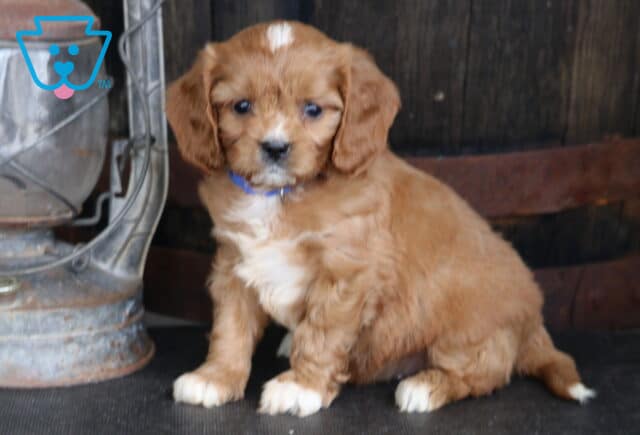 Truffle Cavapoo image