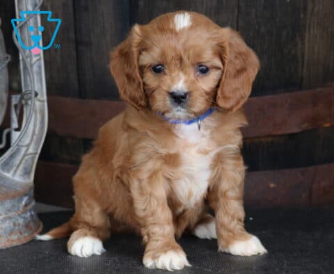 Truffle Cavapoo2