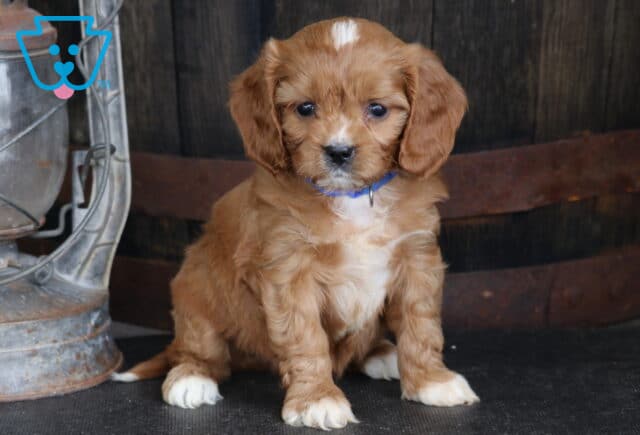 Truffle Cavapoo2 image