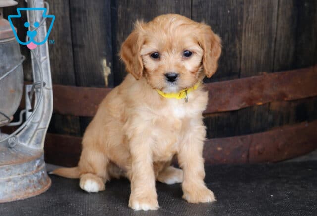 Truly Cavapoo2 image