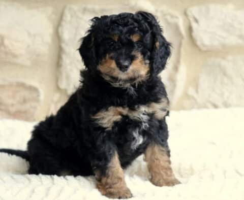Tucker Mini Bernedoodle