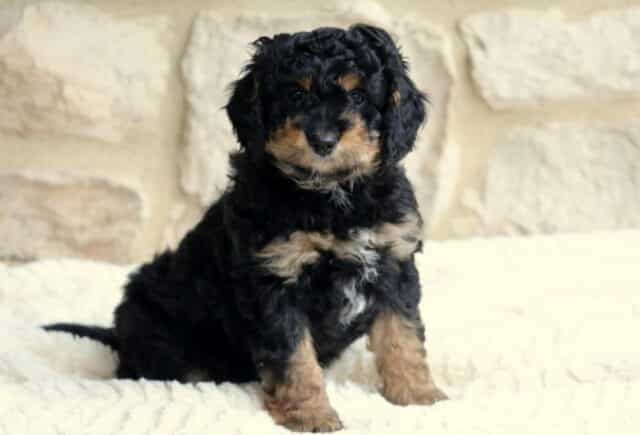 Tucker Mini Bernedoodle image
