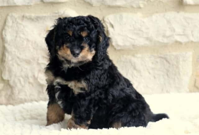 Tucker Mini Bernedoodle2 image