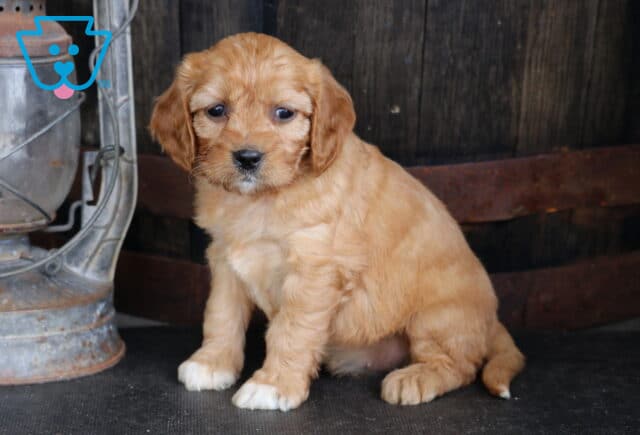 Apricot Cavapoo puppy with soft wavy fur and white-tipped paws sitting beside a vintage lantern and wooden barrel on a dark floor image