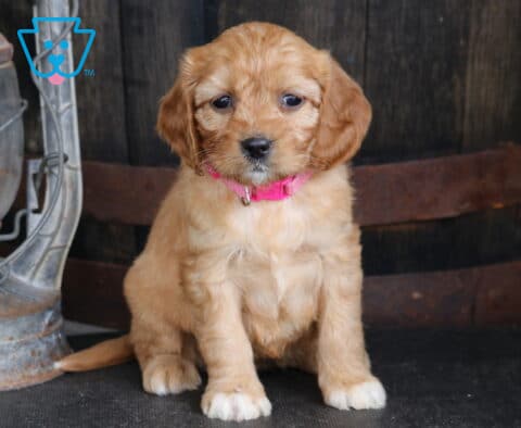 Tulip Cavapoo2