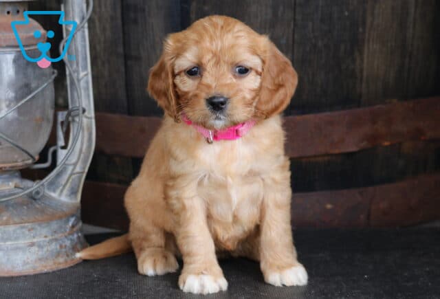 Apricot Cavapoo puppy wearing a pink collar sitting beside a rustic lantern and wooden barrel on a dark studio floor image