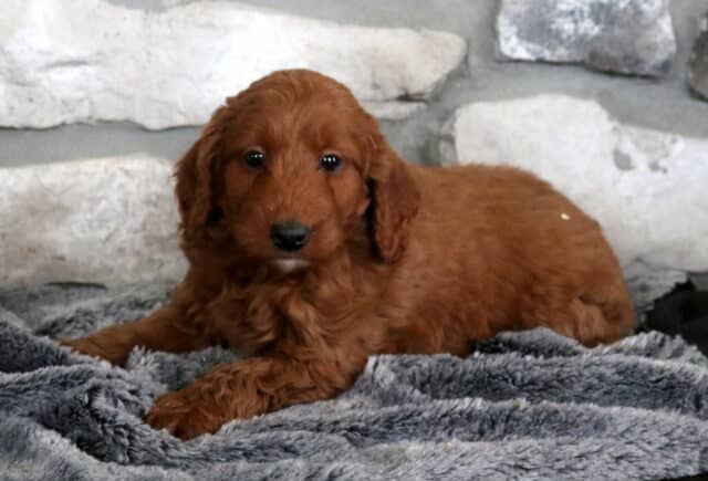 Sweet red Mini Goldendoodle puppy lying on a plush gray blanket with a natural stone wall background. image