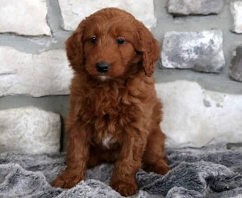 Wally Mini Goldendoodle2