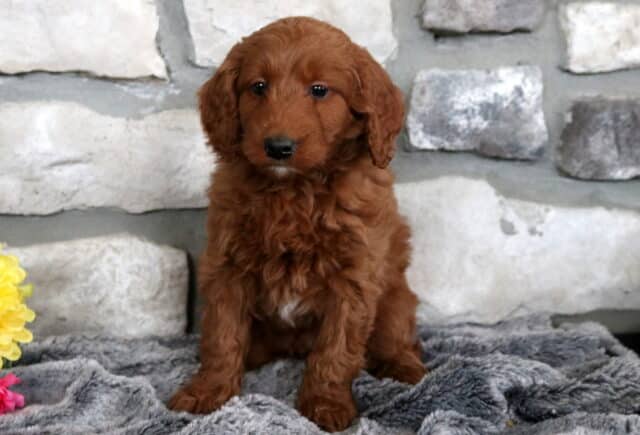 Adorable red Mini Goldendoodle puppy sitting on a plush gray blanket with a rustic stone wall backdrop and bright yellow flowers nearby. image