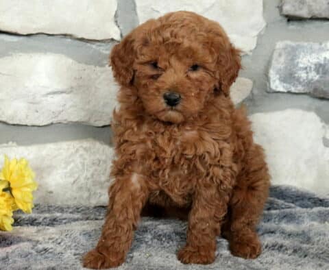 Wiggles Mini Goldendoodle