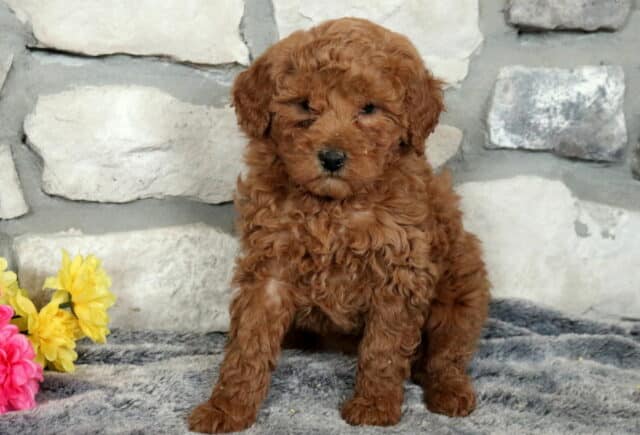 Wiggles Mini Goldendoodle image