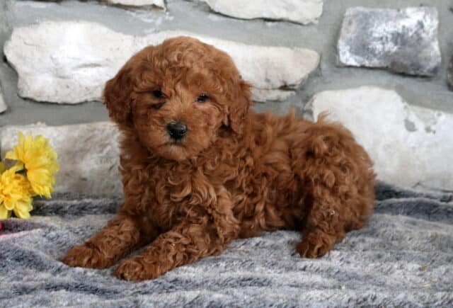 Wiggles Mini Goldendoodle2 image