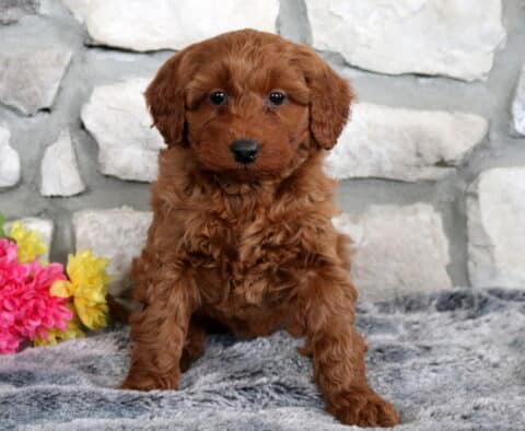 Willow Mini Goldendoodle