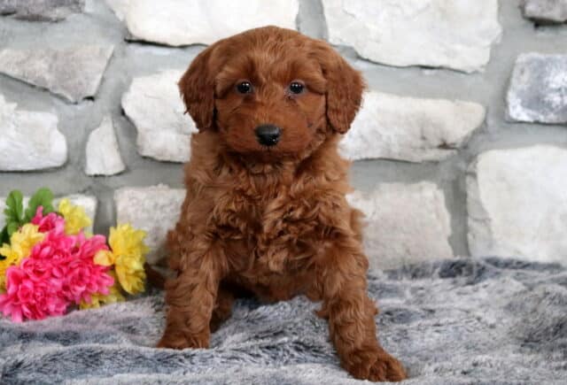 Willow Mini Goldendoodle image