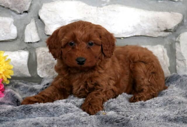 Willow Mini Goldendoodle2 image