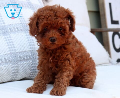 Tiny red Toy Goldendoodle puppy with a fluffy curly coat sitting on a white cushioned chair, looking sweetly at the camera with soft eyes, with a cozy porch setting and decorative pillow in the background