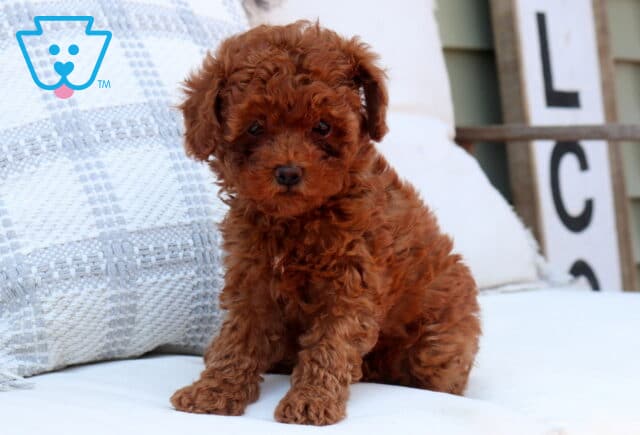 Tiny red Toy Goldendoodle puppy with a fluffy curly coat sitting on a white cushioned chair, looking sweetly at the camera with soft eyes, with a cozy porch setting and decorative pillow in the background image